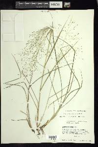 Eragrostis intermedia image