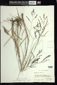 Eragrostis bahiensis image