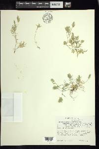 Eragrostis reptans image