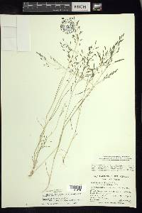 Eragrostis pectinacea var. miserrima image