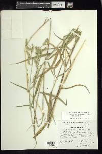 Eriochloa nelsonii image