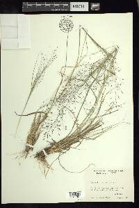 Eragrostis trichocolea image