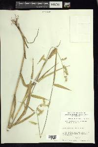 Eriochloa nelsonii image