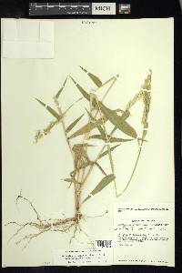 Eriochloa nelsonii image