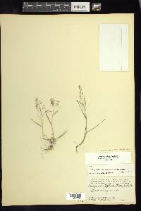 Eragrostis pectinacea var. miserrima image