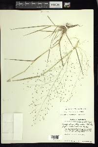 Eragrostis intermedia image