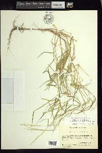 Eriochloa boxiana image