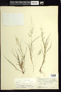 Eragrostis amabilis image