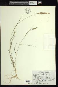 Eragrostis ciliaris image