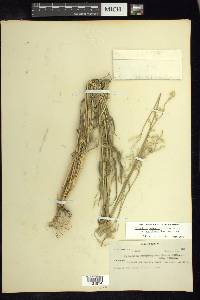 Eriochloa nelsonii image