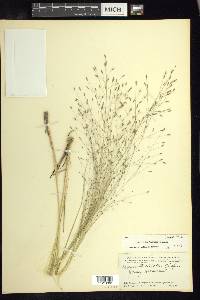 Eragrostis elliottii image