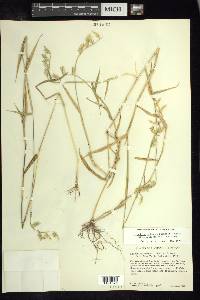 Eriochloa nelsonii image