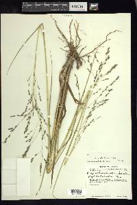 Eragrostis plumbea image