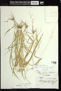 Eriochloa acuminata var. acuminata image