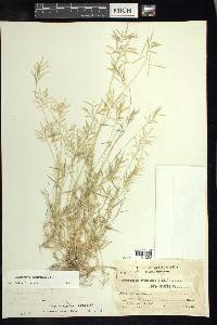 Eragrostis contrerasii image