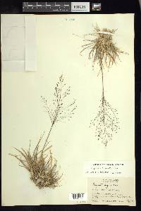 Eragrostis intermedia image