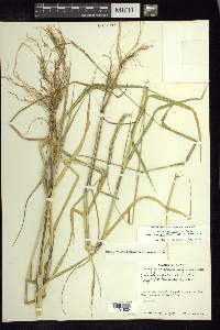 Eriochloa boxiana image