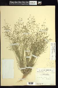 Eragrostis mexicana image