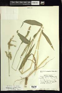 Eriochloa nelsonii image