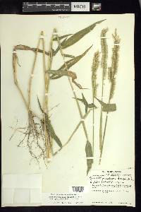 Eriochloa nelsonii image