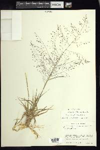 Eragrostis floridana image