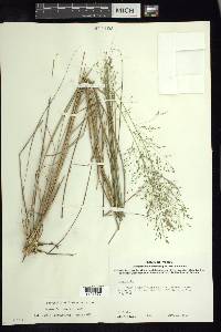 Eragrostis palmeri image