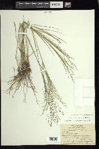 Eragrostis intermedia image