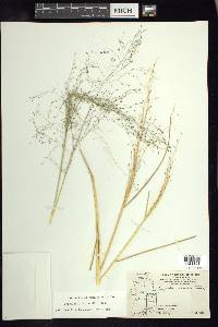 Eragrostis intermedia image