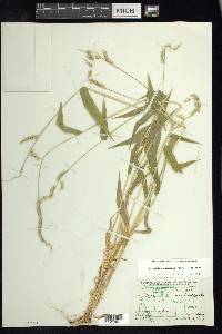 Eriochloa lemmonii image