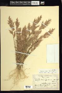 Eragrostis maypurensis image