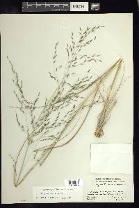 Eragrostis erosa image