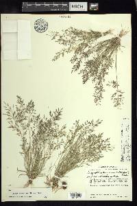 Eragrostis mexicana image