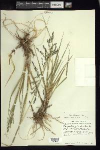 Eragrostis plumbea image