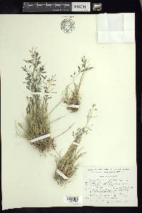 Eragrostis swallenii image