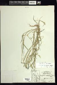 Eriochloa acuminata var. acuminata image
