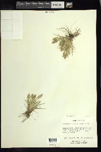 Dissanthelium calycinum image