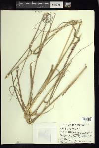 Eragrostis spicata image