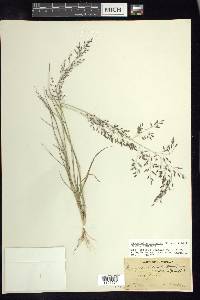 Eragrostis mexicana subsp. mexicana image