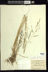 Eragrostis plumbea image