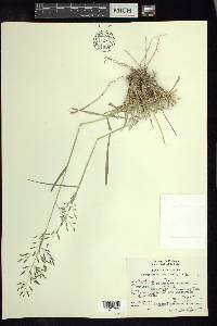 Eragrostis swallenii image