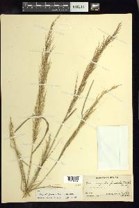 Eragrostis japonica image