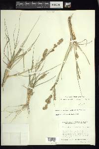 Eragrostis secundiflora image