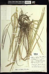 Enteropogon chlorideus image