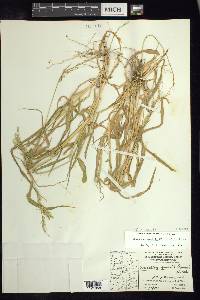 Eriochloa acuminata image