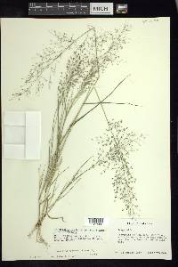 Eragrostis mexicana image