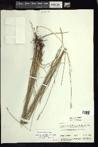 Elionurus tripsacoides image