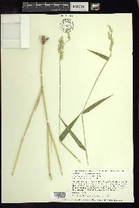 Eriochloa nelsonii image