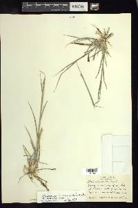 Enteropogon chlorideus image