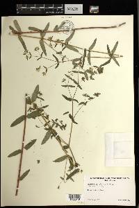Euphorbia apatzingana image