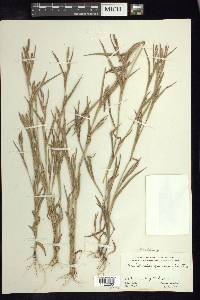 Hackelochloa granularis image